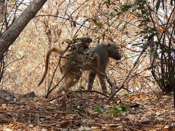 Monkey sitting on tree branch