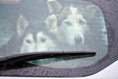 Close-up of wet car window