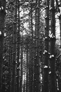 Pine trees in forest against sky