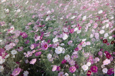 Close-up of pink flowers blooming outdoors