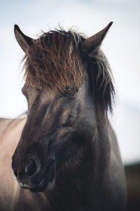 Close-up of a horse