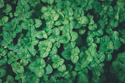 Full frame shot of green leaves