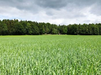 Scenic view of agricultural field against sky