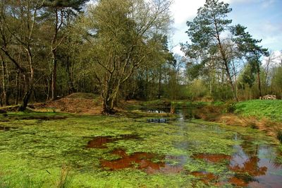 Scenic view of lake in forest