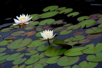 Close-up of lotus water lily in lake