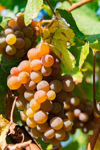 Close-up of grapes growing in vineyard