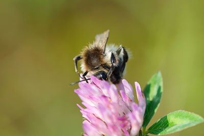 Close-up of bee on flower