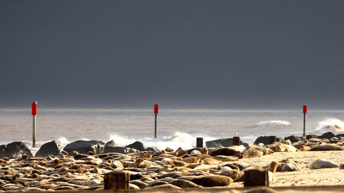sea