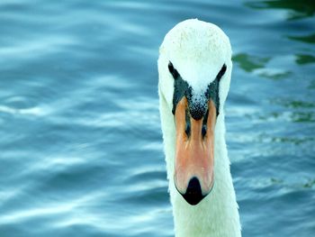 Close-up of swan swimming in lake