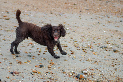 Portrait of dog running on beach