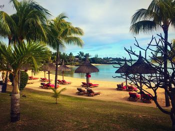 Palm trees on beach