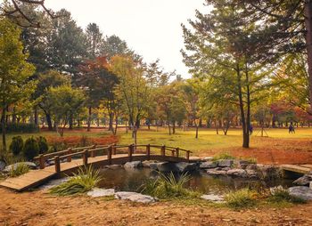 Trees in park during autumn