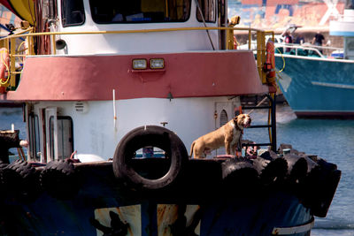 Dog on cropped boats