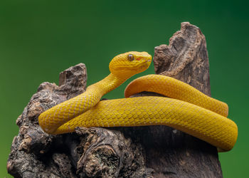 Close-up of snake on rock