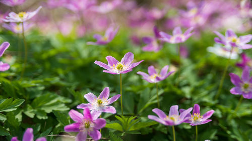 Close-up of pink flowering plants