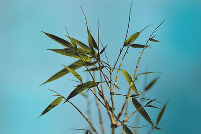 Low angle view of stalks against blue sky