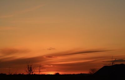 Low angle view of silhouette trees against orange sky