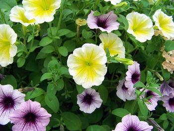 Close-up of yellow flower