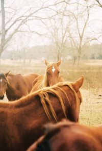 View of a horse on field