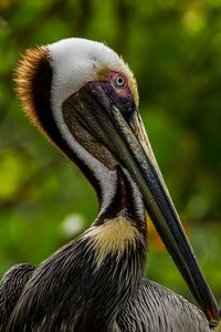 Close-up of a bird