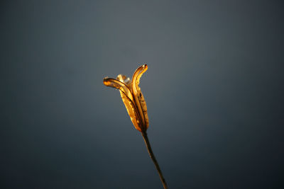 Close-up of wilted plant against black background