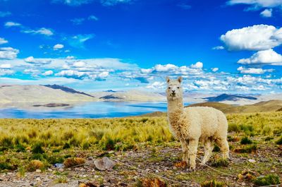 Sheep on field against sky