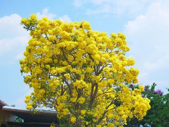 Low angle view of yellow tree against sky
