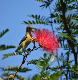 Low angle view of bird perching on branch against sky