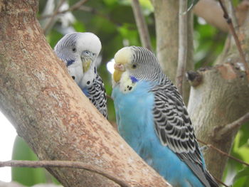 Close-up of birds perching on tree