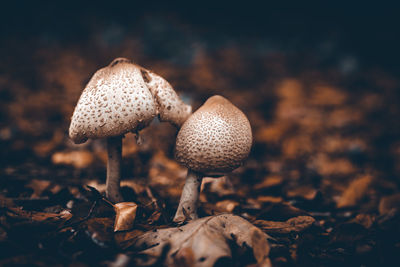 Close-up of mushrooms growing on land