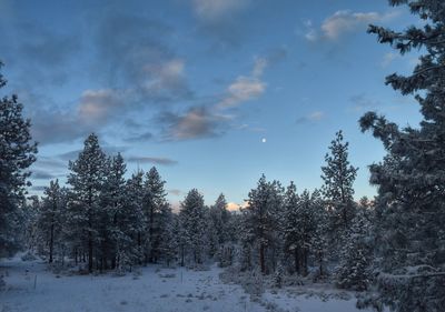 Trees in forest against sky during winter