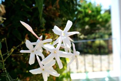 Close-up of white flowers