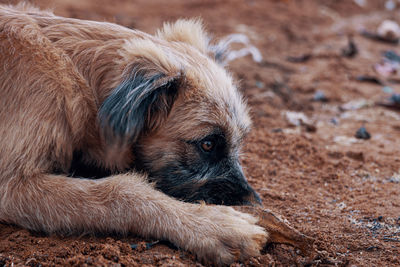 Close-up of a dog on field