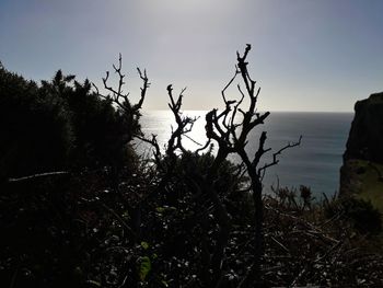 Silhouette trees by sea against sky