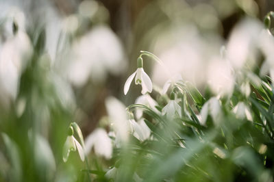 Close-up of plant