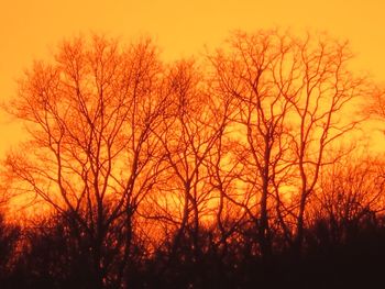 Bare trees against orange sky