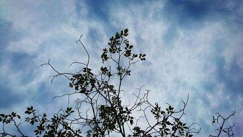 Low angle view of tree against sky