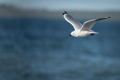 Seagull flying over sea