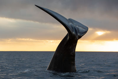 Whale swimming in sea against cloudy sky during sunset