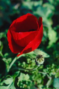 Close-up of red rose on plant