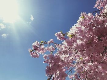 Low angle view of apple blossoms in spring against sky