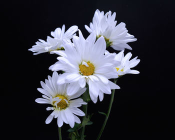 Close-up of white daisy flowers against black background