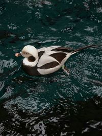 Birds in calm lake