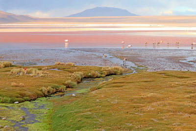 Flamingos flamboyance grazing in laguna colorada or the red lagoon in bolivian altiplano, bolivia,