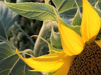 Close-up of yellow sunflower