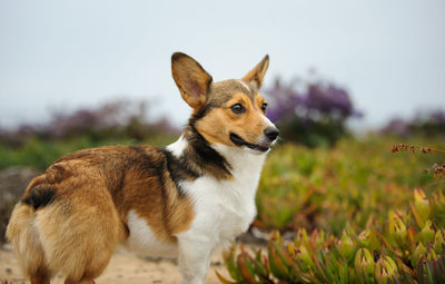 Pembroke welsh corgi in park