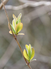 Close-up of fresh green plant