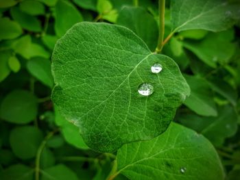 High angle view of leaf