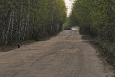 Dirt road amidst trees in forest