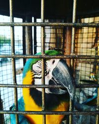 Close-up of parrot in cage